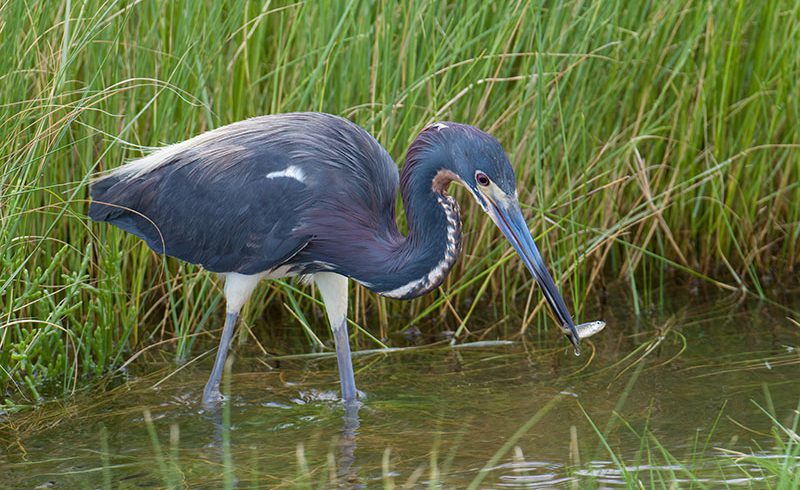 Lucky Heron Unlucky Fish