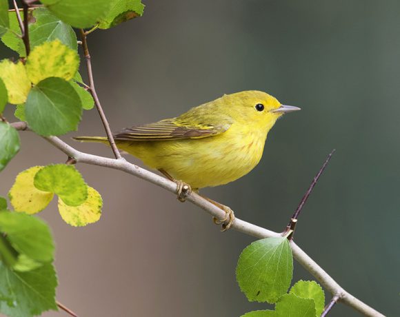 Yellow Warbler