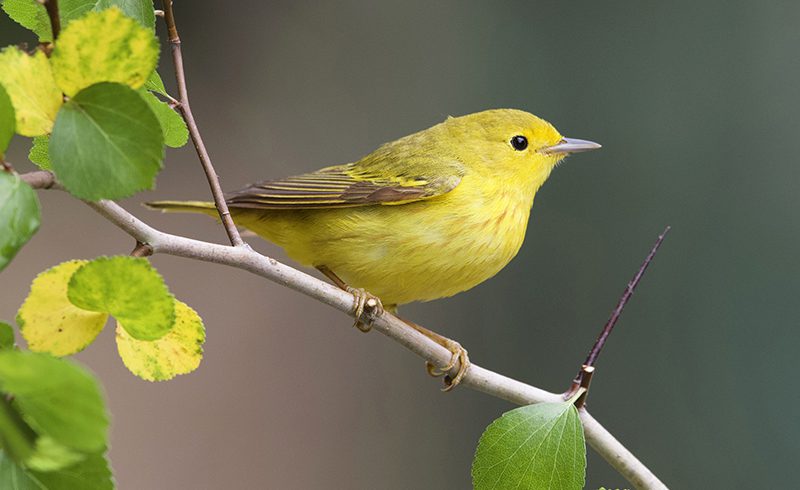 Yellow Warbler