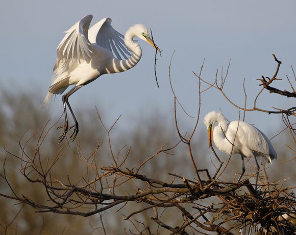 Nesting Egrets