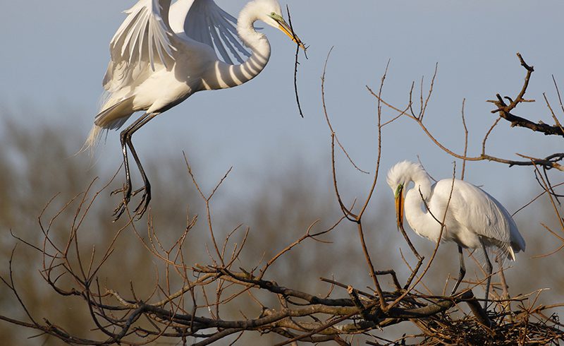 Nesting Egrets