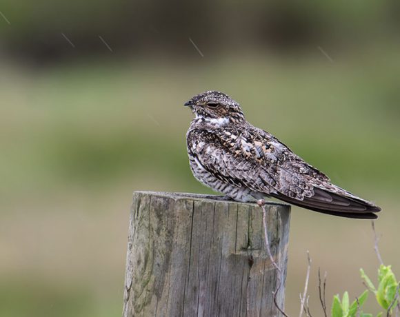 Nighthawk in the Rain