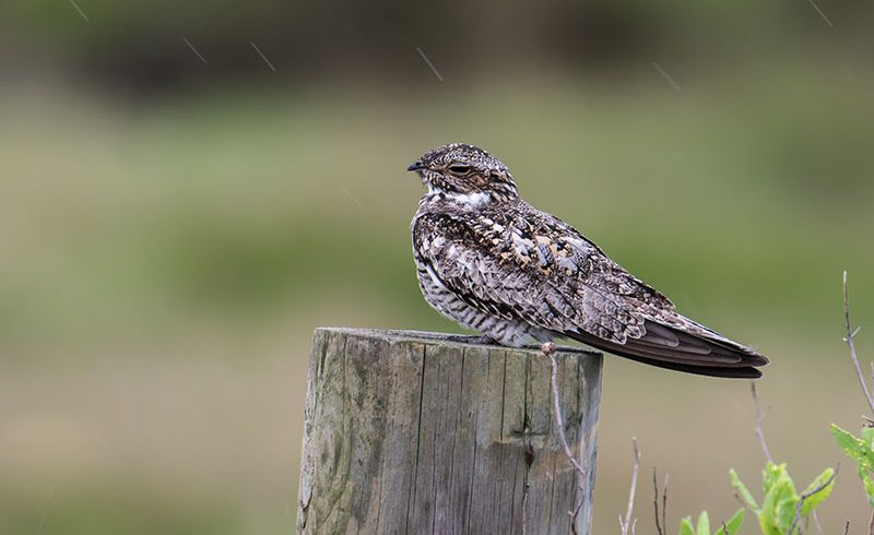 Nighthawk in the Rain