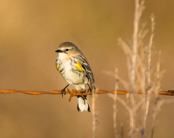 Bird on a Wire