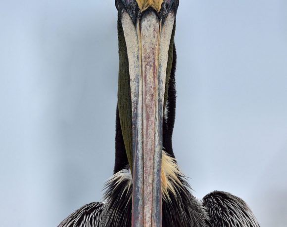 Pelican Portrait