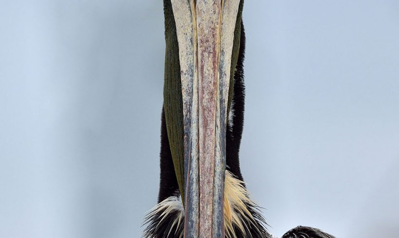 Pelican Portrait