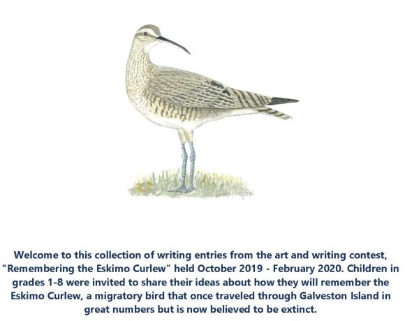 Remembering the Eskimo Curlew- A Collection of More Written Entries