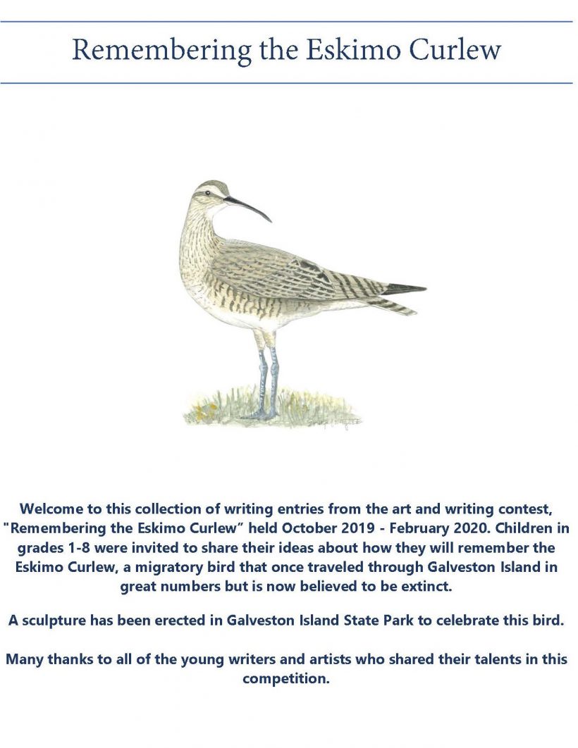 Remembering the Eskimo Curlew- A Collection of More Written Entries