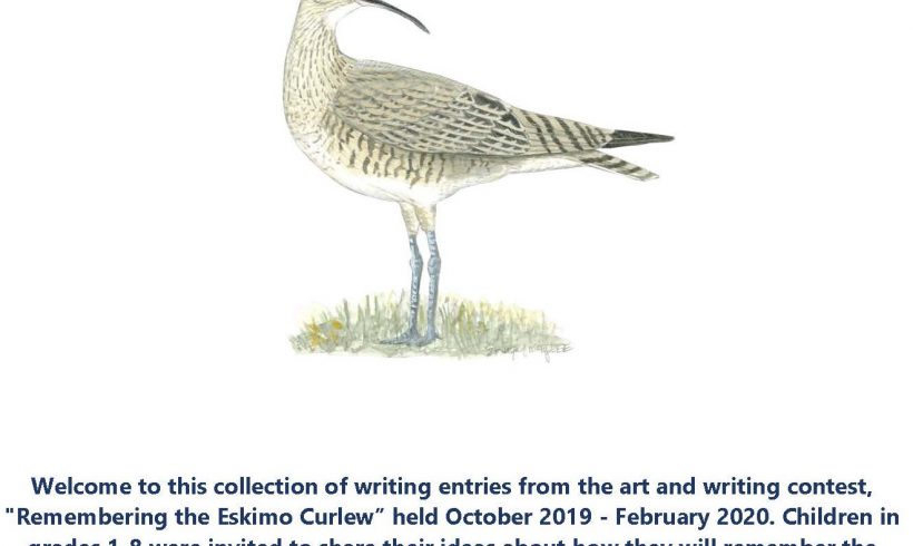 Remembering the Eskimo Curlew- A Collection of More Written Entries