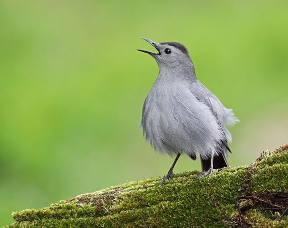 Singing Catbird