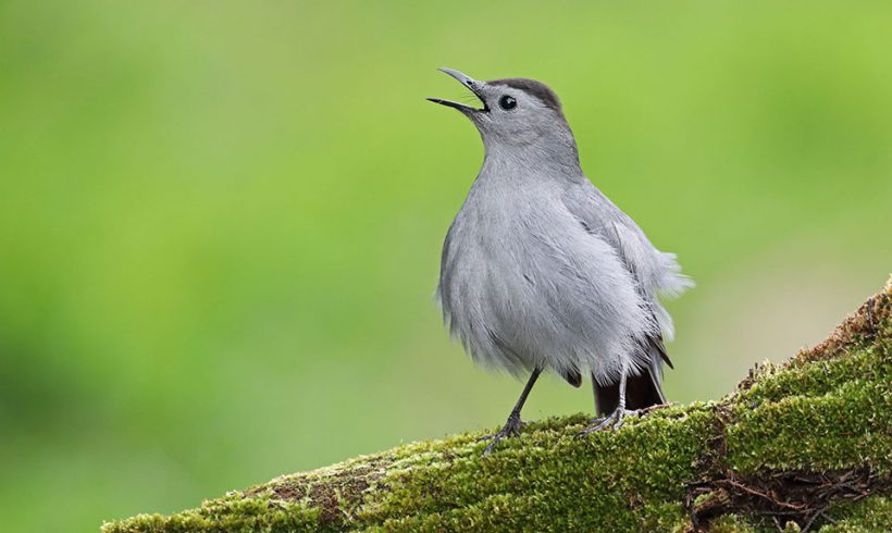 Singing Catbird