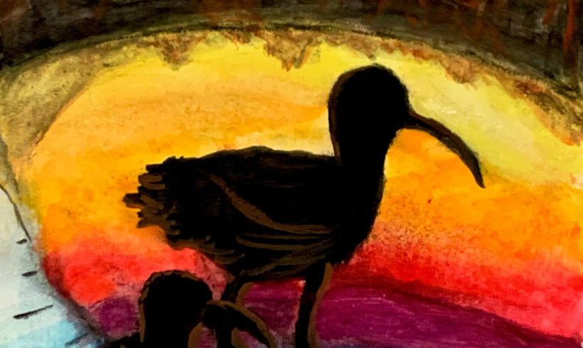 Eskimo Curlew at Sunset