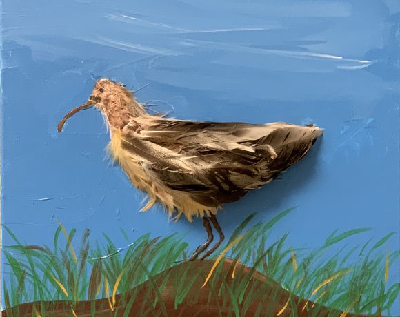 Eskimo Curlew