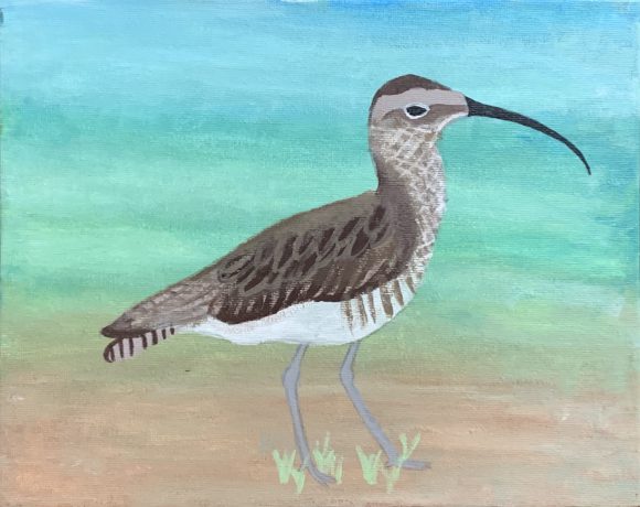 Eskimo Curlew on the Beach