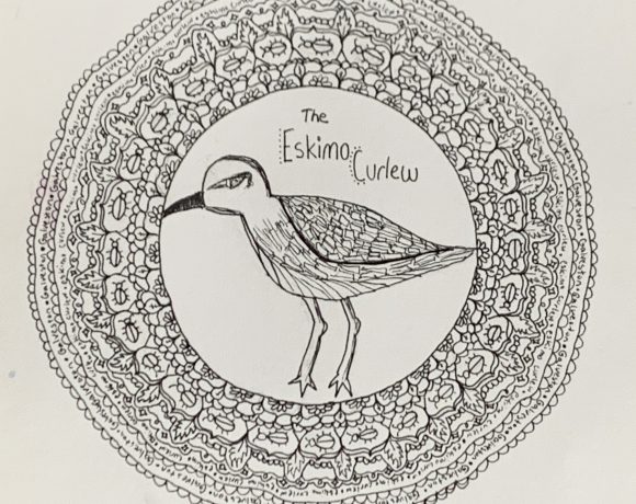 The Eskimo Curlew The Eskimo Curlew