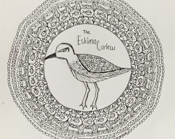 The Eskimo Curlew