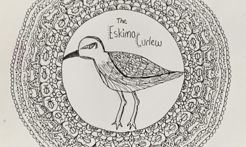 The Eskimo Curlew