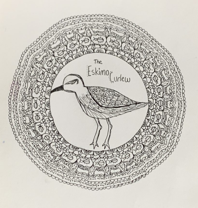 The Eskimo Curlew