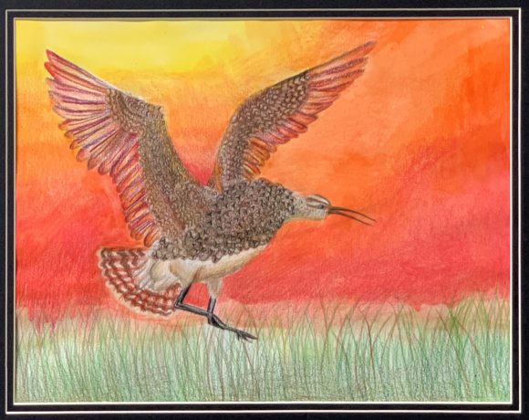 Eskimo Curlew Sunset Landing Eskimo Curlew Sunset Landing