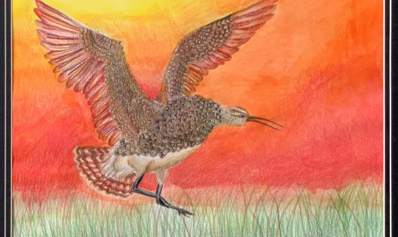 Eskimo Curlew Sunset Landing