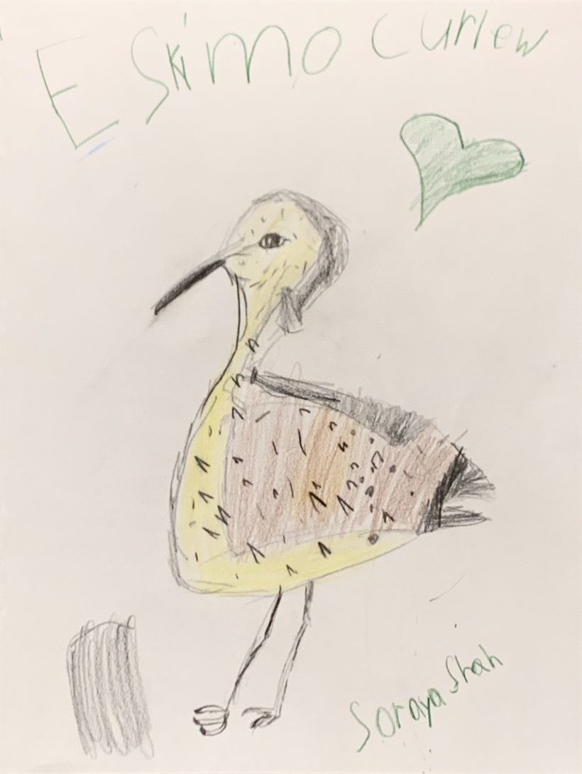 Eskimo Curlew