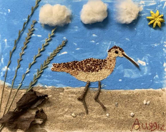 Eskimo Curlew is Walking on the Beach on a Sunny Day