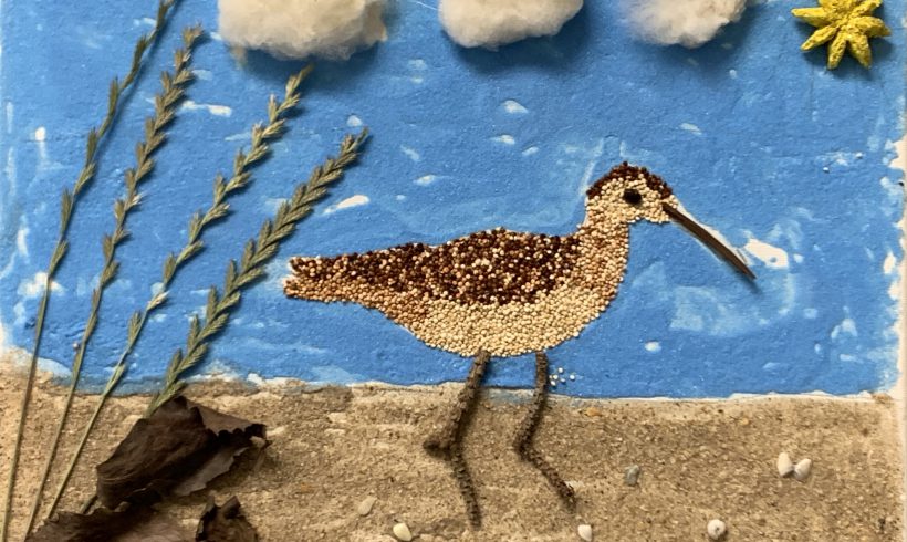 Eskimo Curlew is Walking on the Beach on a Sunny Day
