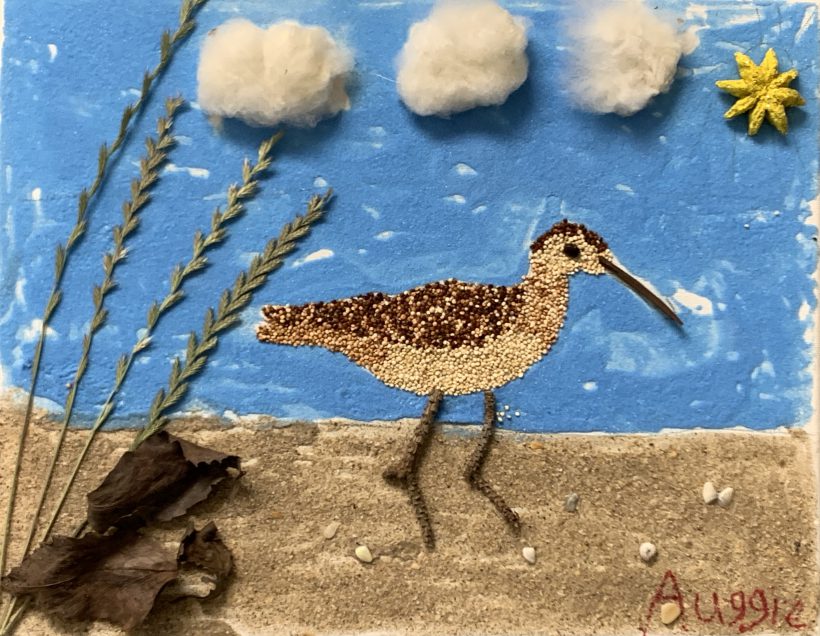 Eskimo Curlew is Walking on the Beach on a Sunny Day