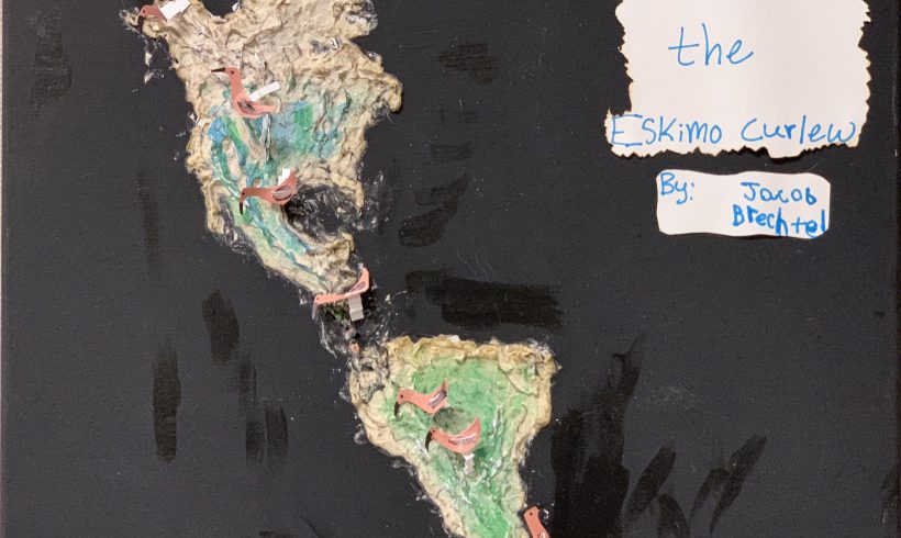 Flight of the Eskimo Curlew