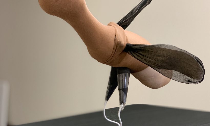 The Eskimo Curlew Lives On