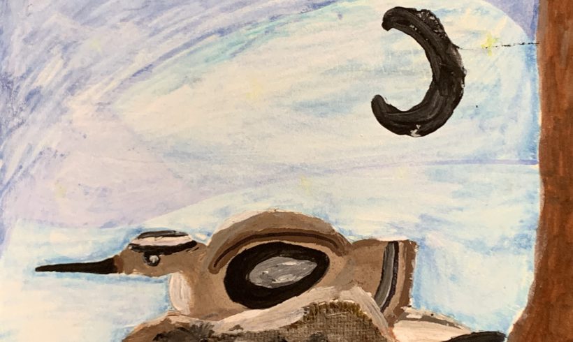 Curlew Nest at Night