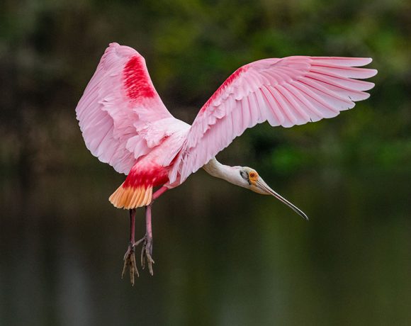 Roseate Spoonbill