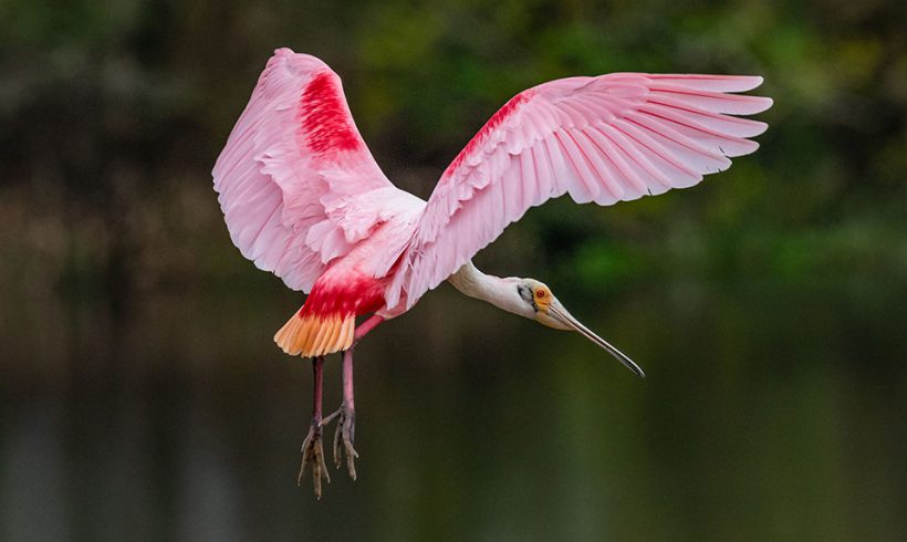 Roseate Spoonbill