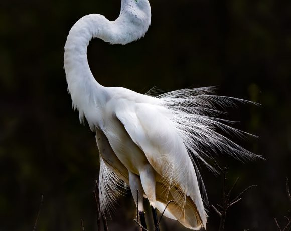 Statuesque Great Egret