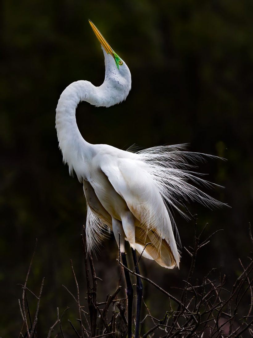 Statuesque Great Egret