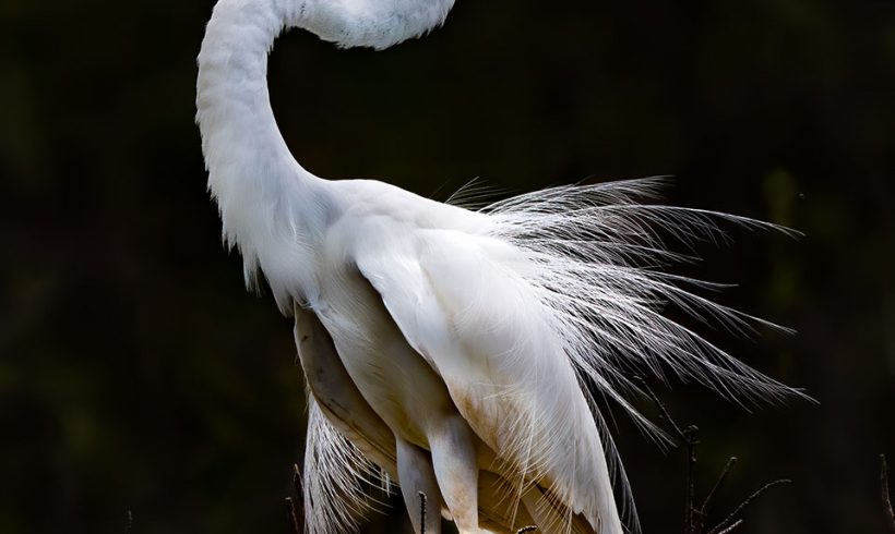 Statuesque Great Egret
