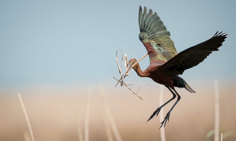 Construction Delivery