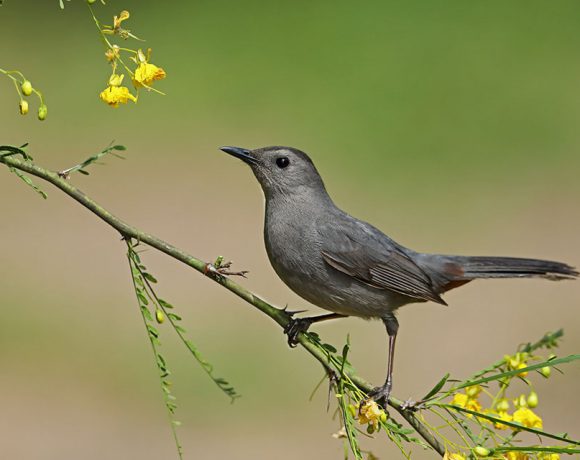 Catbird in Retama