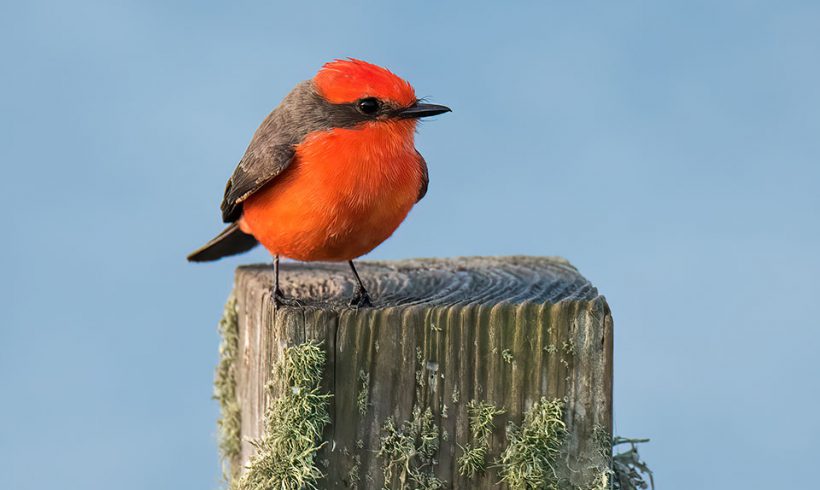 Vermilion Brilliance