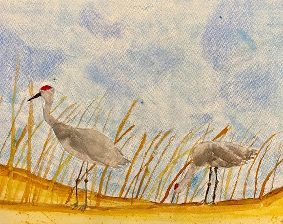 Wintering Sandhill Cranes
