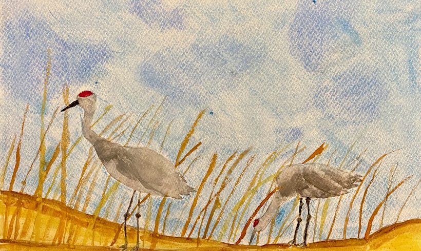 Wintering Sandhill Cranes
