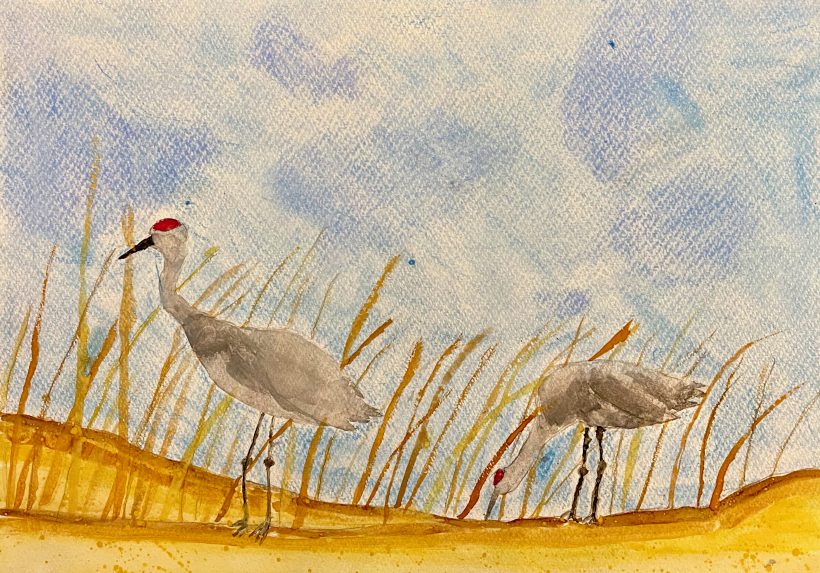 Wintering Sandhill Cranes