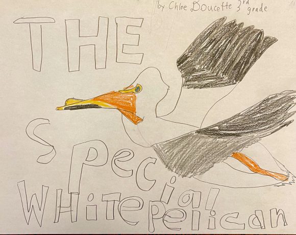 The Special White Pelican