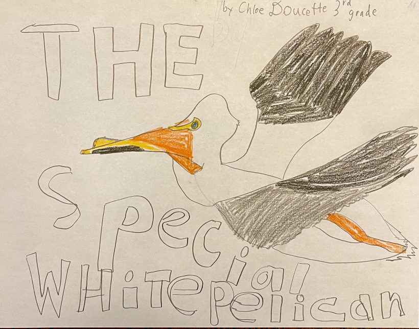 The Special White Pelican
