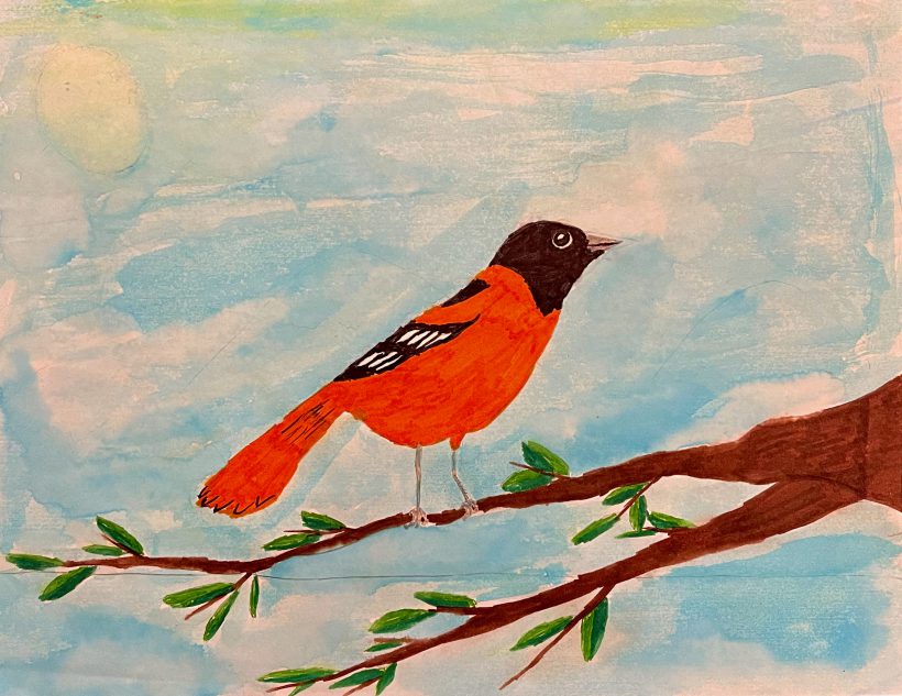 Baltimore Oriole
