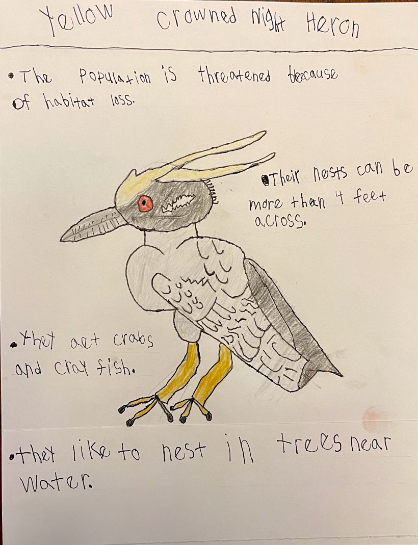 Yellow Crowned Night Heron