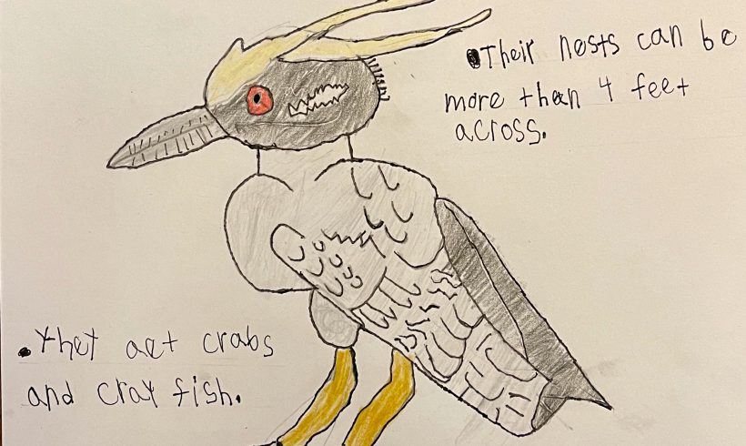 Yellow Crowned Night Heron