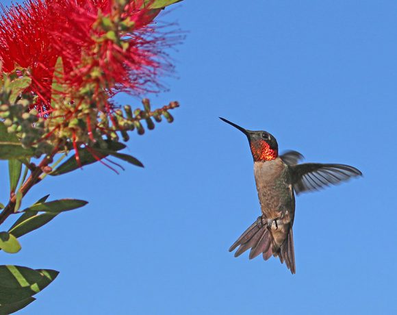 Hummer Hover