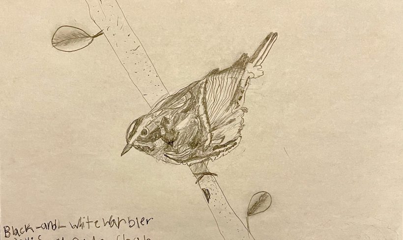 Black and White Warbler