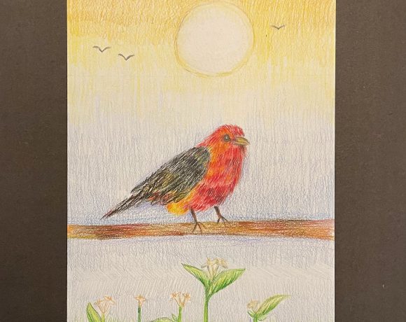 Scarlet Tanager at Breakfast